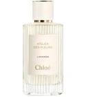 Lavanda Chloé for women and men