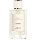 Verbena Chloé for women and men