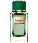 Velvet Cypress Dolce&Gabbana for women and men