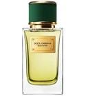 Velvet Vetiver Dolce&Gabbana for women and men