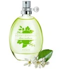Scent Essence Lime Verbena