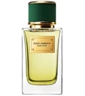 Velvet Vetiver