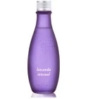 Lavanda Sensual